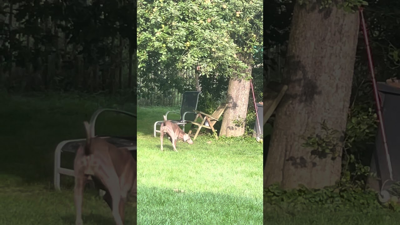 Welpen und Weimaraner-Alltag – Video 5