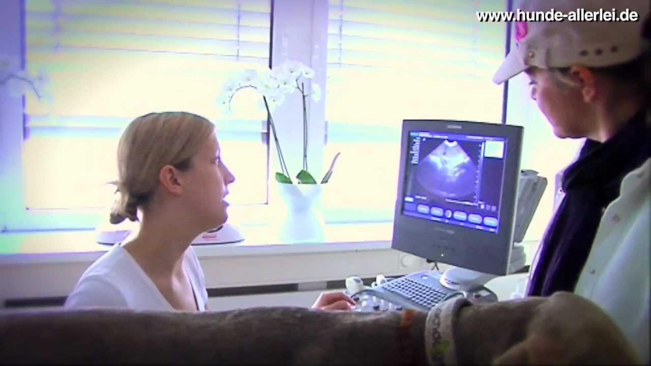 Ultraschalluntersuchung