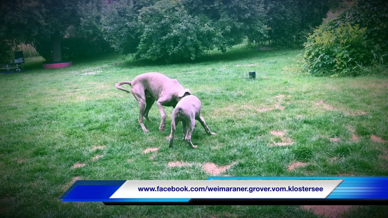 Welpen und Weimaraner-Alltag – Video 2