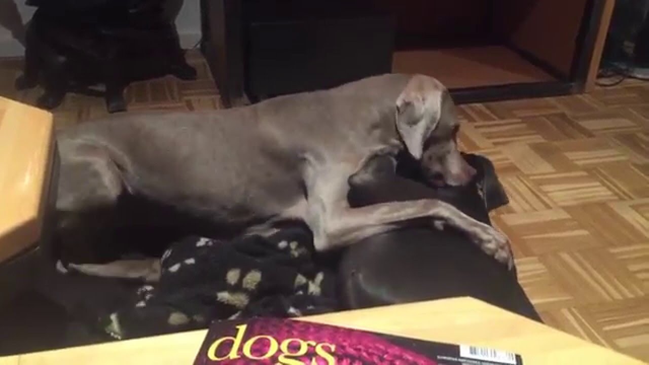 Welpen und Weimaraner-Alltag – Video 4