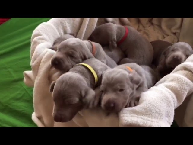 Welpen und Weimaraner-Alltag – Video 1