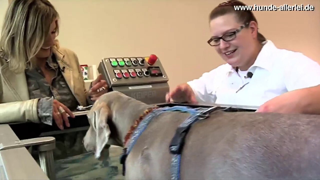 Hundephysiotherapie