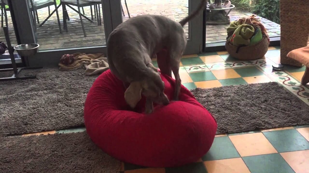 Welpen und Weimaraner-Alltag – Video 3