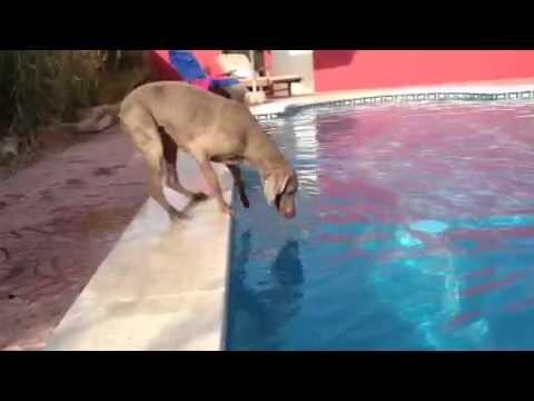 Pool-Frisbee / Webvideopreis