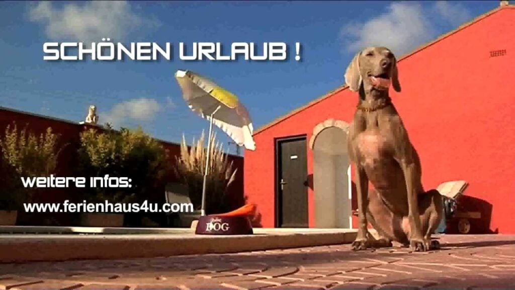 Vorschaubild zum Video Urlaub mit Hund im Ferienhaus in Miami Playa