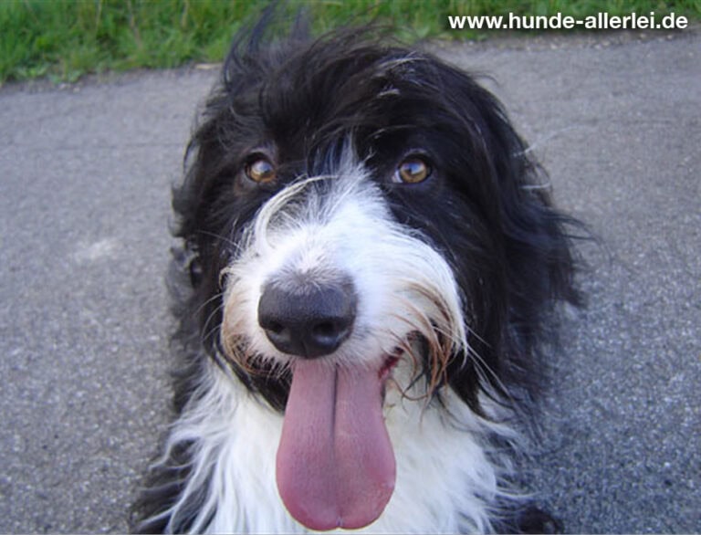 Hund beim BARF-Lieferservice