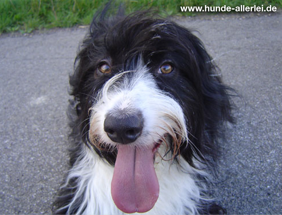 Hund beim BARF-Lieferservice