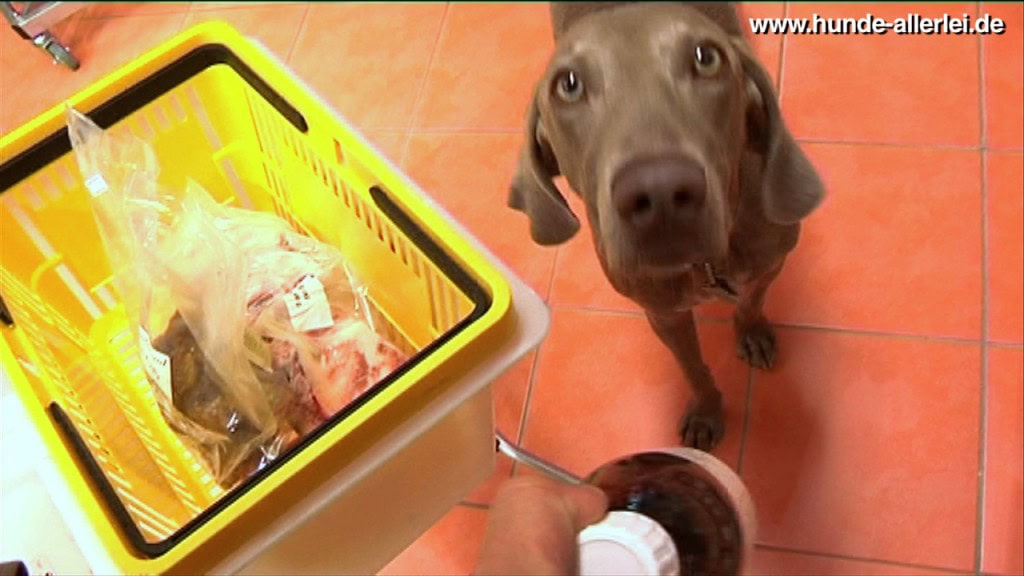 Maya beim shopping Maya beim Einkauf im BARF-Geschäft