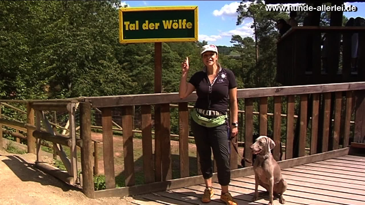 Wolf im Freien