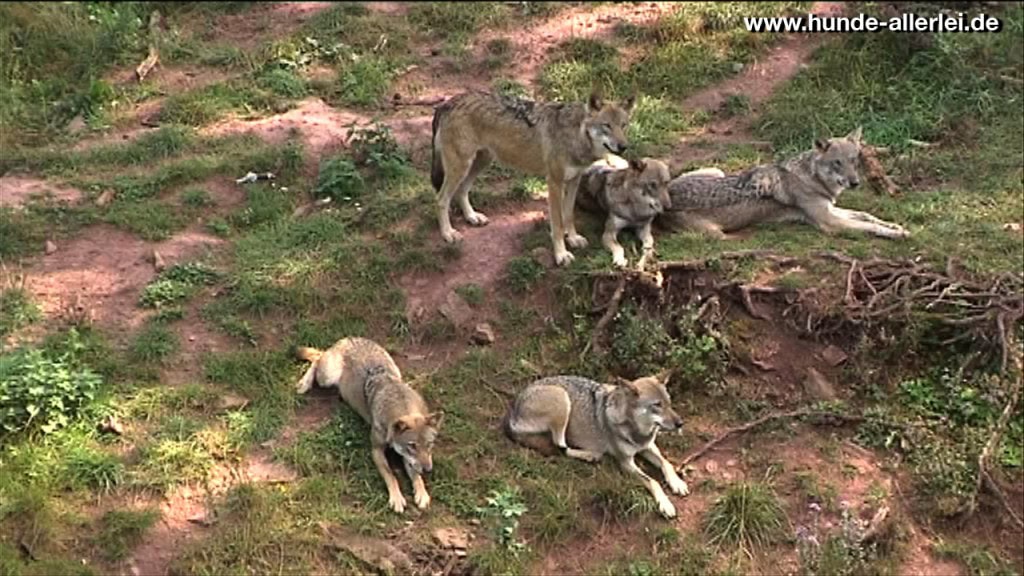 Wolf in natürlicher Umgebung