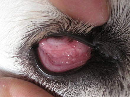 Follikulose-Konjunkt Follikuläre Bindehautentzündung beim Hund