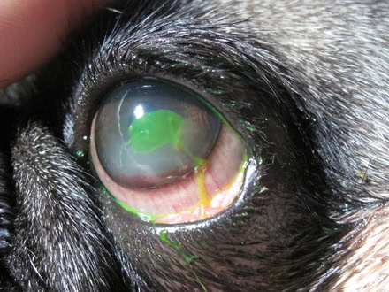 Mit Fluoreszein sichtbarer Hornhautdefekt beim Hund
