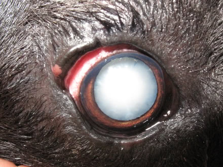Katarakt beziehungsweise Grauer Star beim Hund