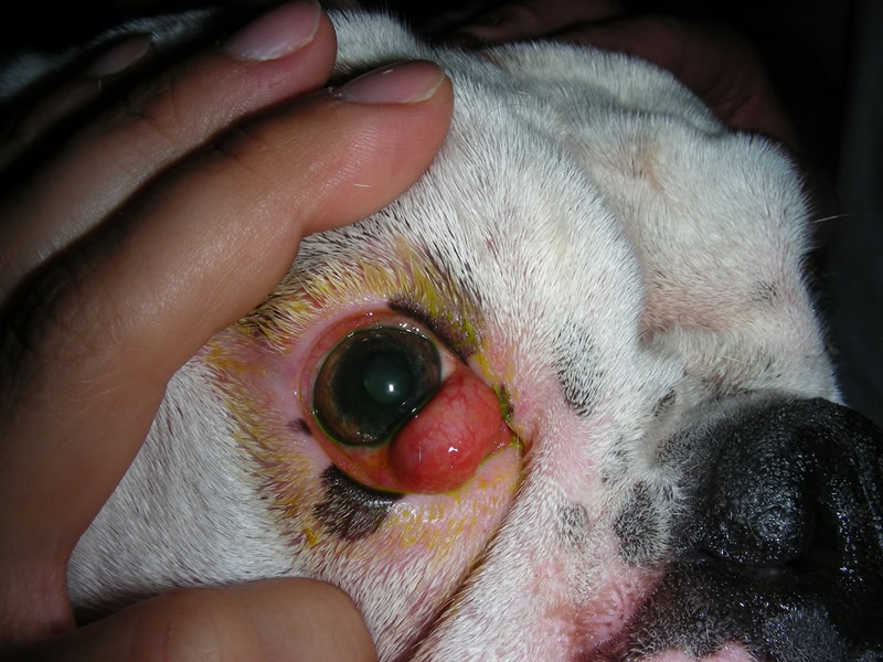 Lesia-Cherry Eye Cherry Eye am Auge eines Hundes