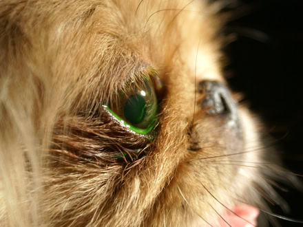Nasenfalten-Trichiasis beim Hund