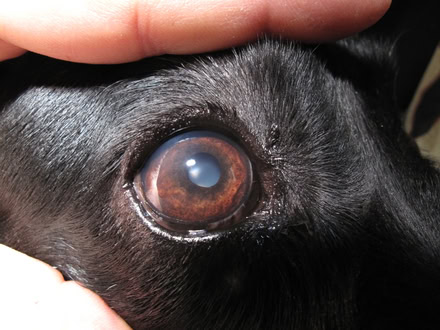 Indolentes Hornhautulkus beim Hund