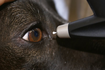 Tonometrie zur Messung des Augeninnendrucks beim Hund
