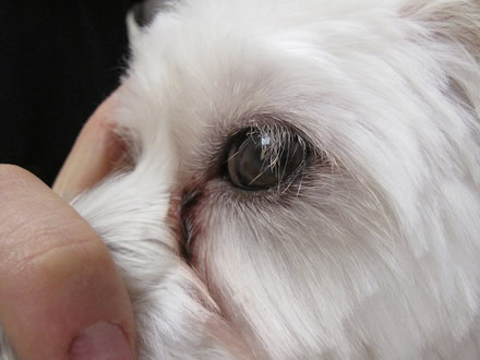 Traenenstrasse-Hund Tränenstraße unter dem Auge eines Hundes