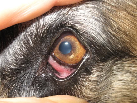 Schäferhundkeratitis am Hundeauge