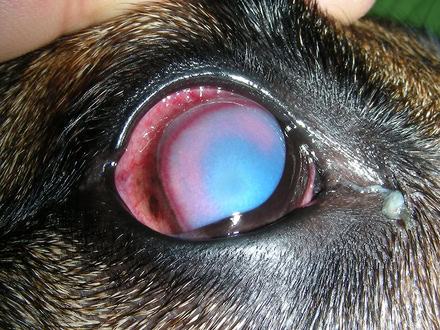 Uveitis am Auge eines Hundes
