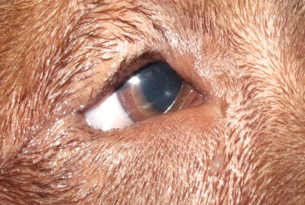entropium-hund-augen Entropium am Auge eines Hundes