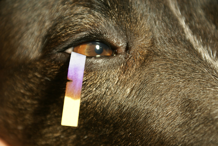 Schirmer-Tränentest beim Hund