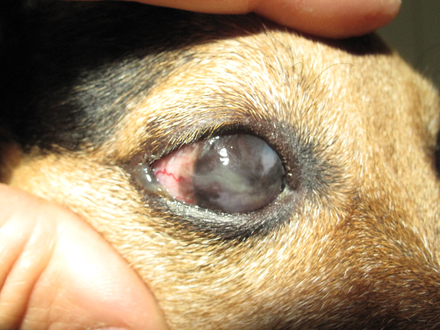 Trockenes Auge beim Hund