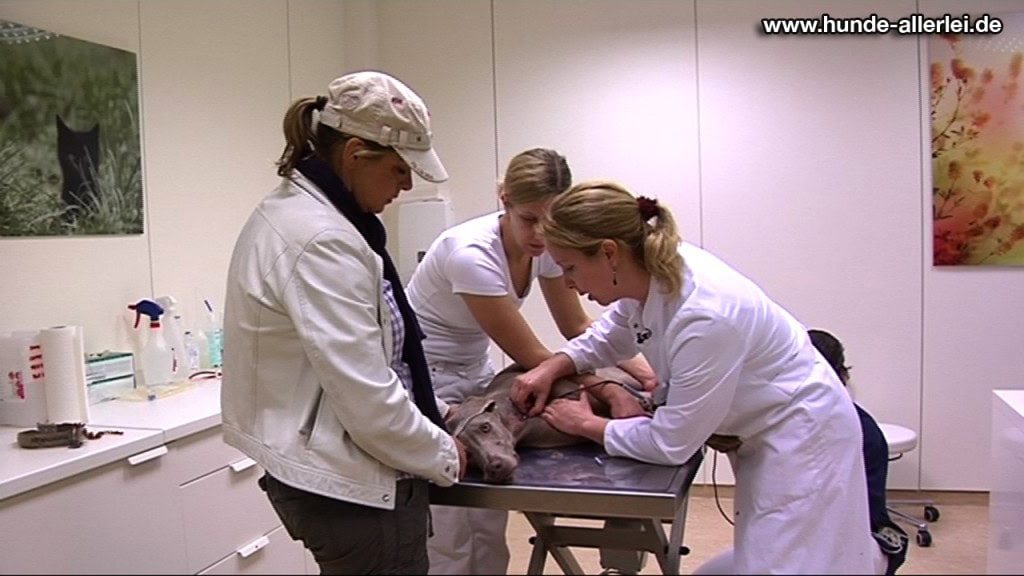 Blutspende Blutspende eines Hundes in der LESIA Tierklinik