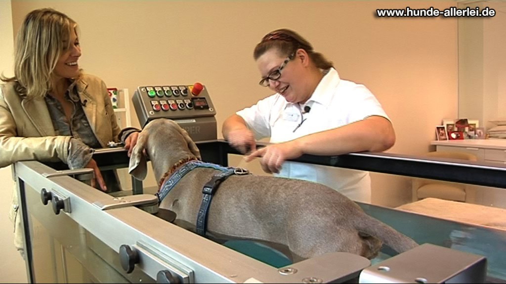 Unterwasser Laufband in der Lesia Tierklinik Unterwasser Laufband in der Lesia Tierklinik