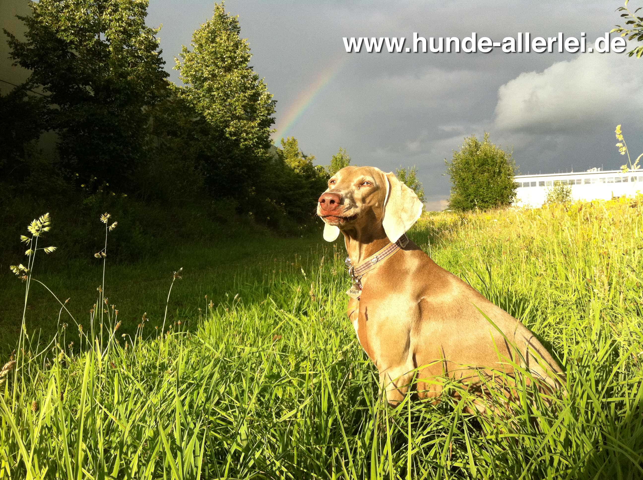 Maya vor einem Regenbogen