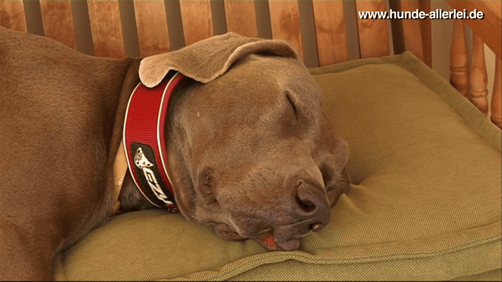 Weimaraner Cooper in Thailand