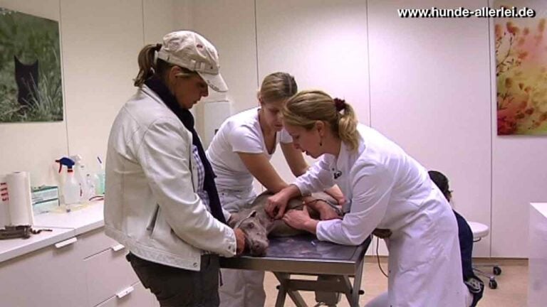 Blutspende bei Hund Maya Weimaraner in der LESIA Tierklinik Düsseldorf mit Dr. Christine Fumi und Dr. Bornack