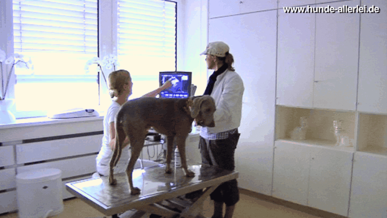 Ultraschalluntersuchung in der LESIA