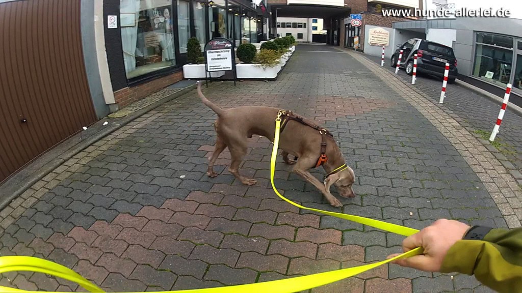 Weimaraner Paul beim Trailen