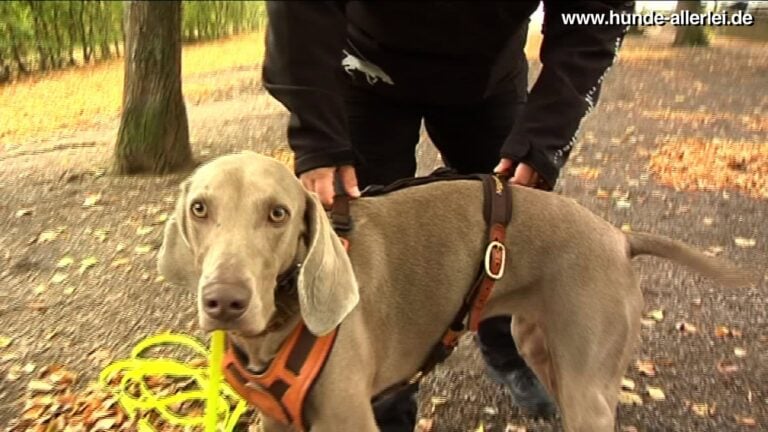 Maya mit Mantrailing-Geschirr