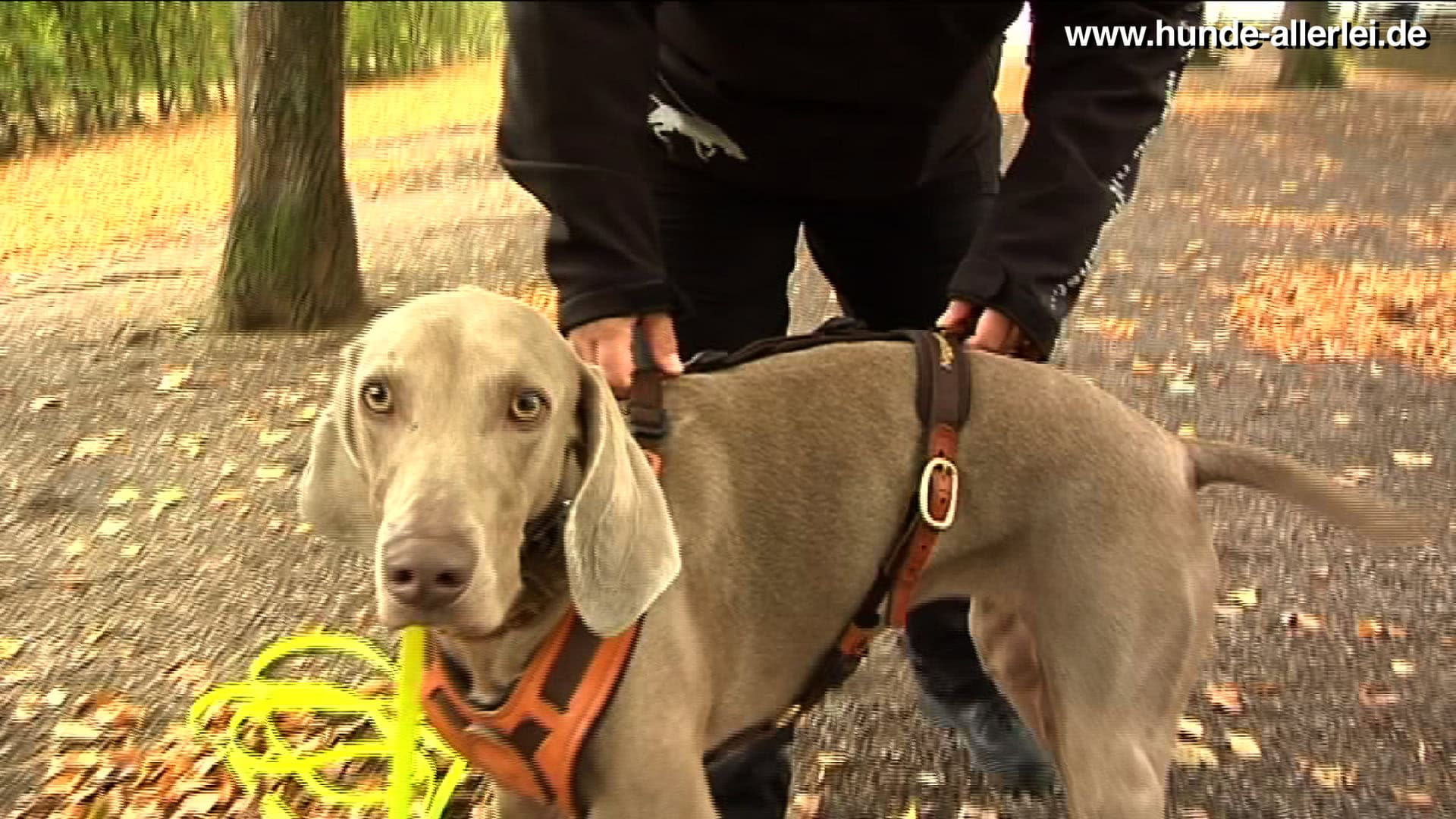 Maya mit Mantrailing-Geschirr