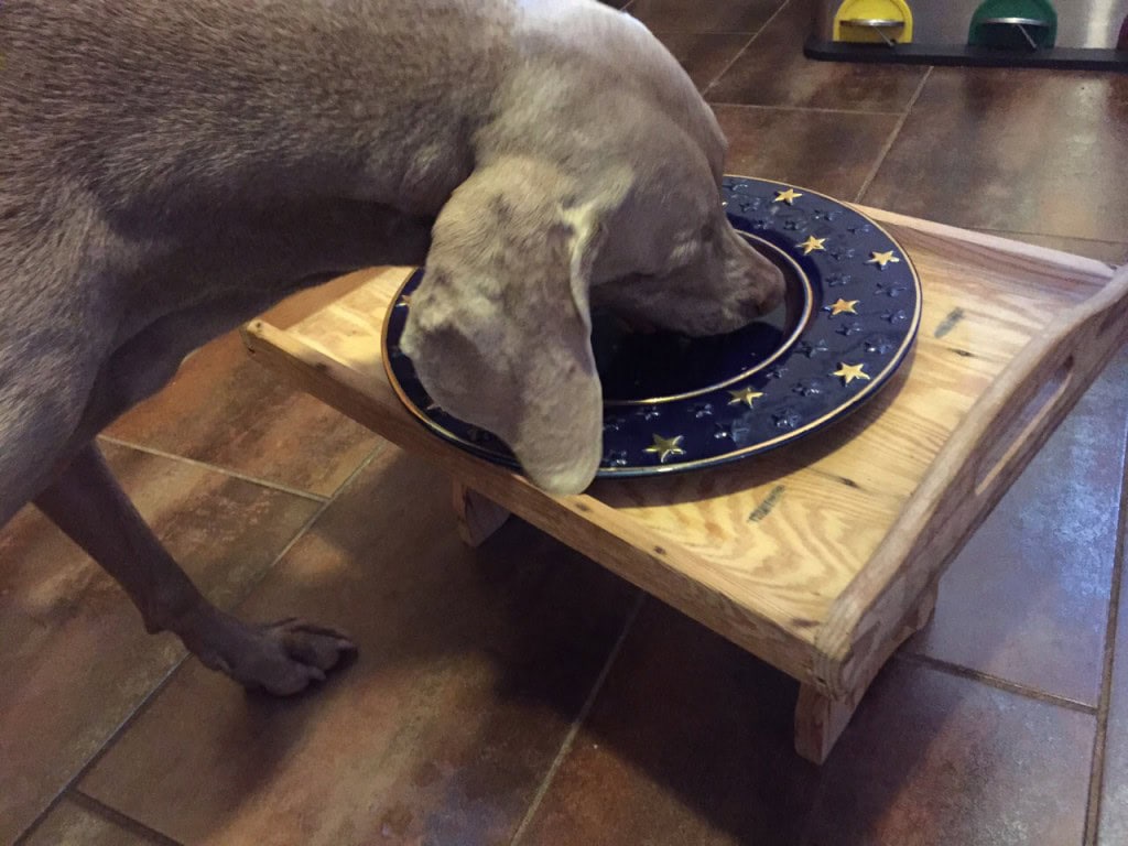 maya frisst hundekekse hundeallerlei