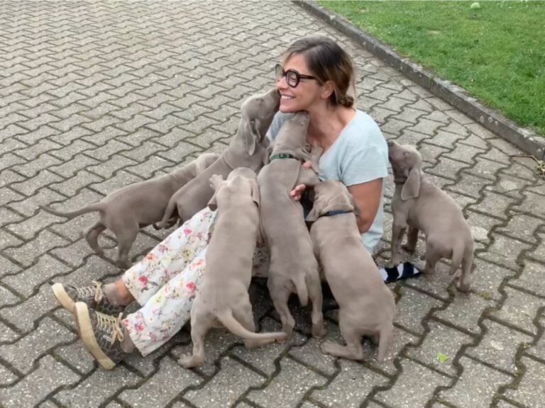 Alice Häuser sitzt umringt von jungen Weimaranern aus Grovers Nachwuchs vom Leymborgh.