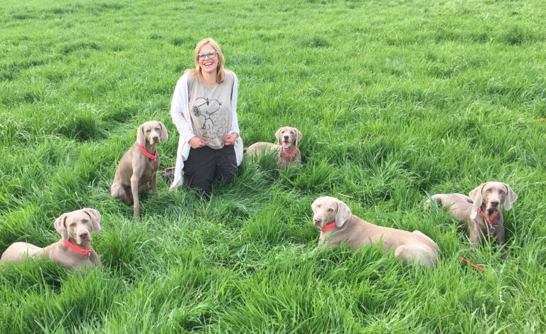 Alice mit fünf Weimaranern auf einer grünen Wiese